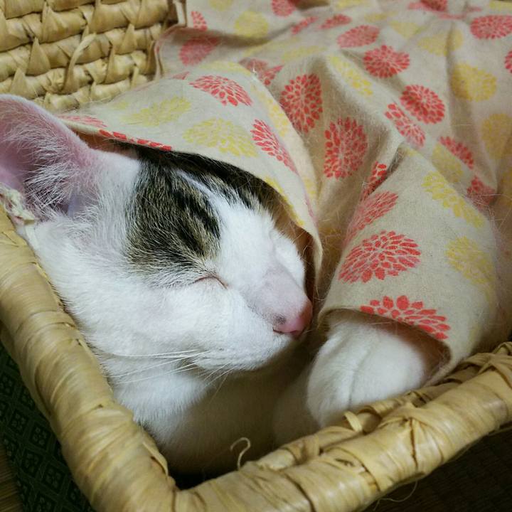 49aca514 ed27 4e1f aef9 e48c73744f84