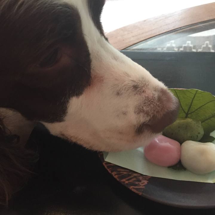 49bad21c 1740 492e a5d4 de482a3dcd12