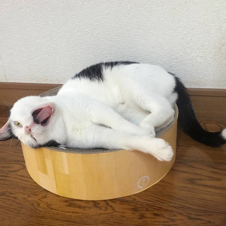 49c04011 55e2 43b7 85c0 ec7c9b2c38ca