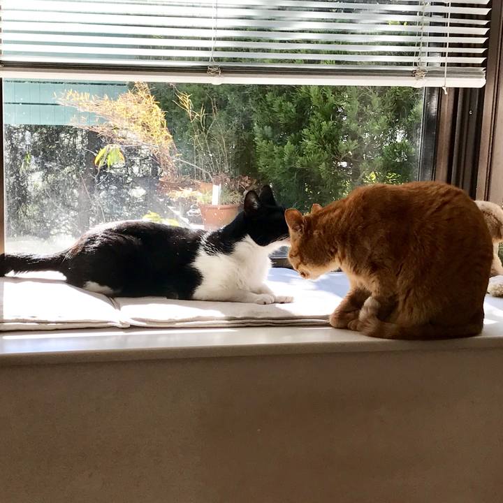 49e38dd0 aa14 48ef 9944 81faabd7f8c0