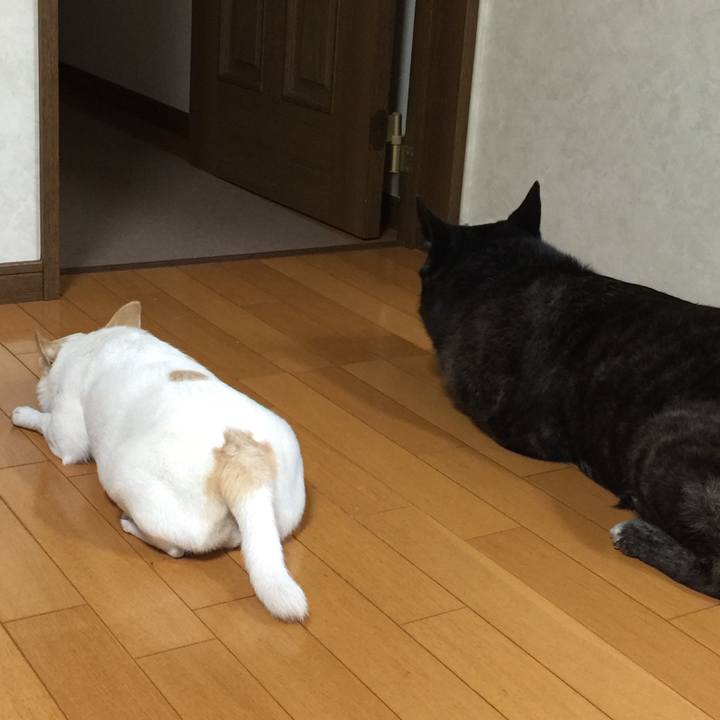 49e44b51 02a5 43b1 8630 c775e88582c1