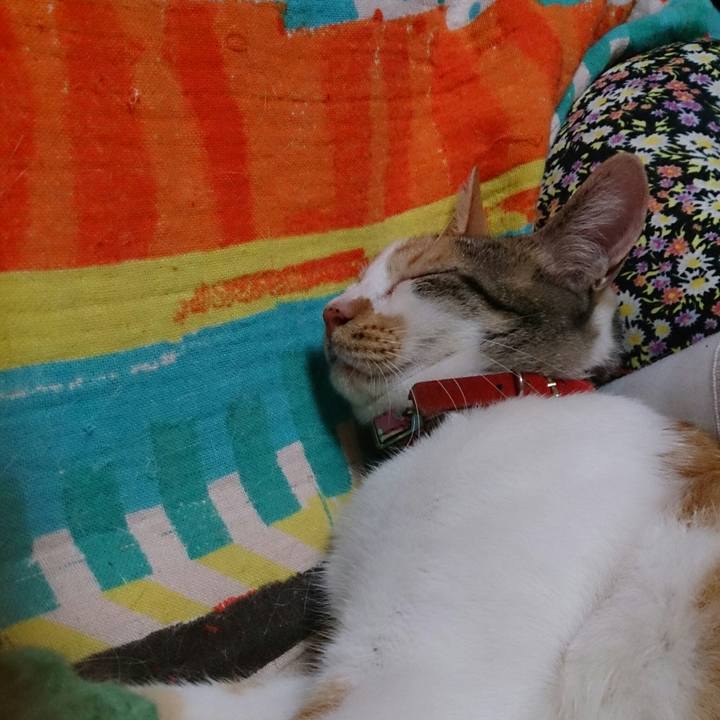 49e72253 3098 435d bc4c 36e0d018482e