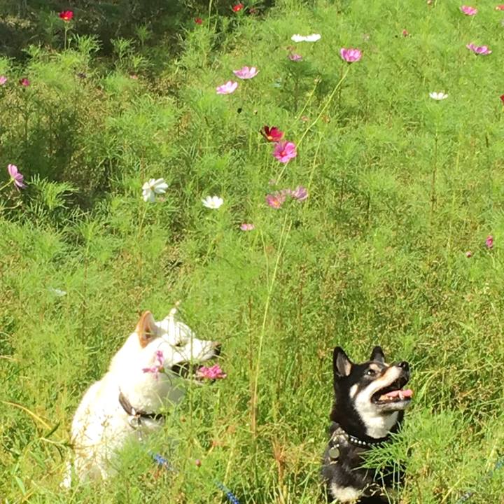 49f177d6 a4c8 4085 a535 75da6cf45e11