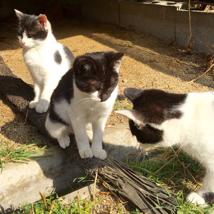 49f28603 b1e7 4ddf a461 f7309b0cf211