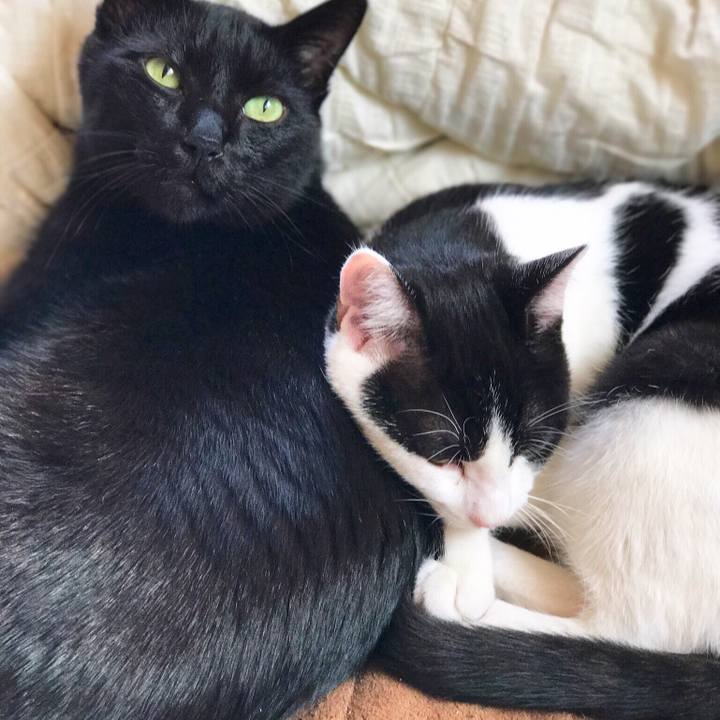 4a032c0b 05a1 43a7 9de6 04b2084d3277