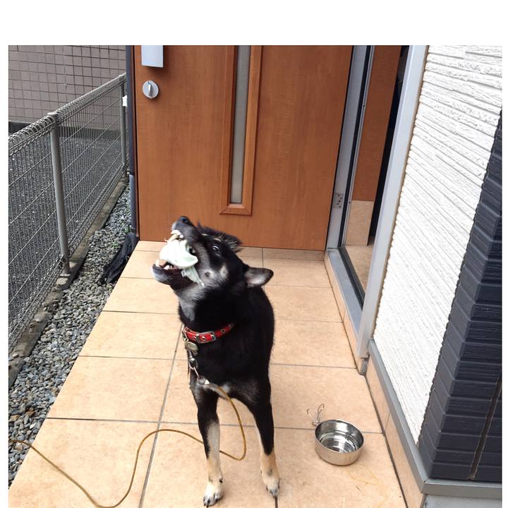 4a03b836 d66f 4279 95ce 4f222490d227