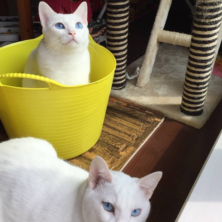 4a080fed 4e9f 461e bf3a 26e76b5ced58