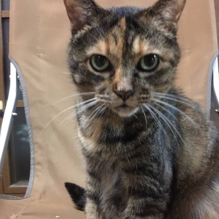 4a0c8d77 e6f6 4356 ace2 2a8868880eb8