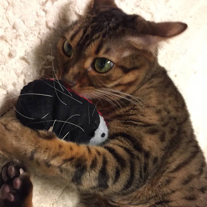 4a0f8a85 f5a0 497e 80d8 06c452d192be