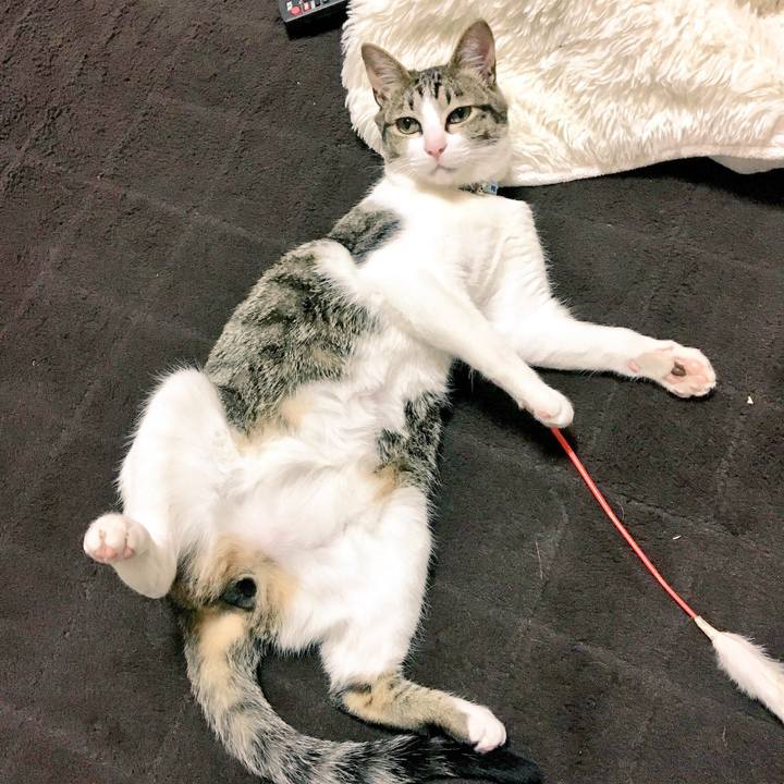 4a1f9da5 5ee2 4cd5 b4d2 bf6ff70d31ae