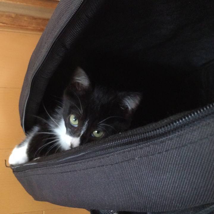 4a20f0bd 7339 42ae 8113 96711b0278d4