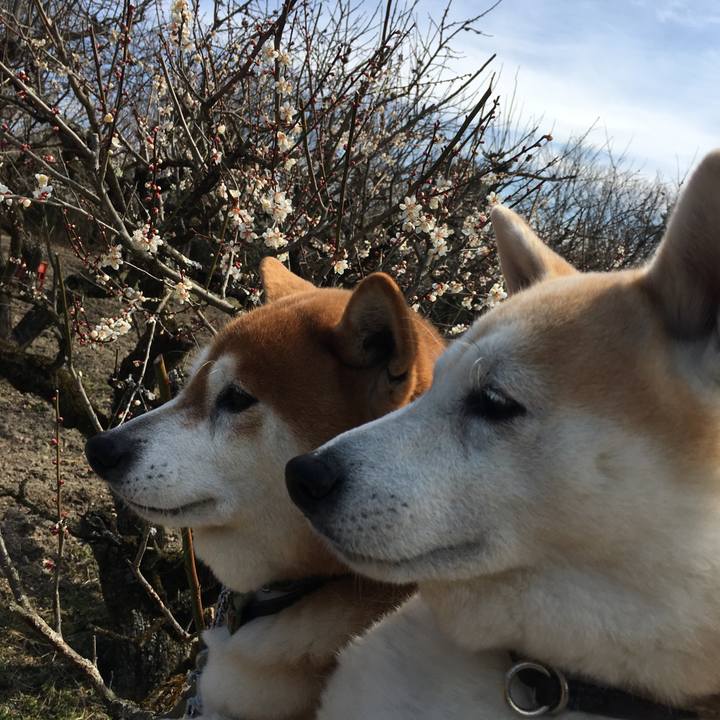 4a27b0e2 8614 4363 8d51 d8a5a4efa408