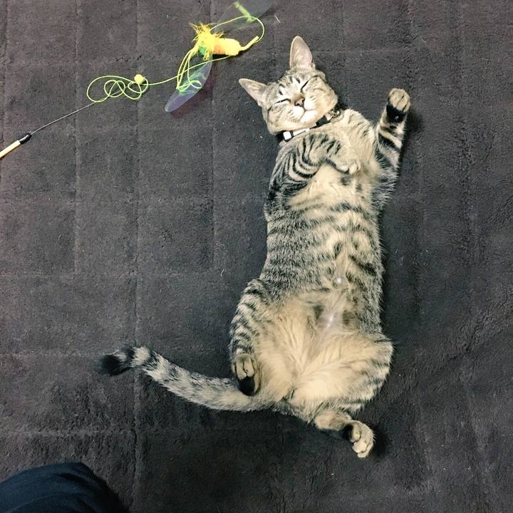 4a2a19b9 6cb9 415b 95ab 6c3b7b820952