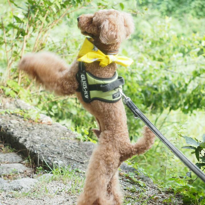 4a2bd87a 227a 46e4 93b2 ec0ff5788866