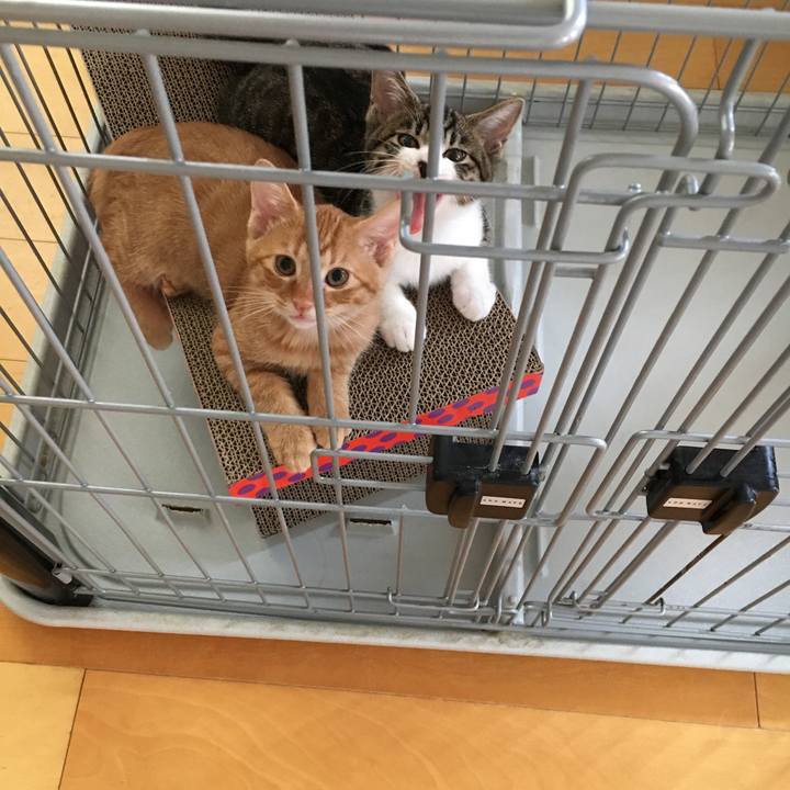 4a2c04f4 84f4 40a4 a0e7 e2b23eaea22f