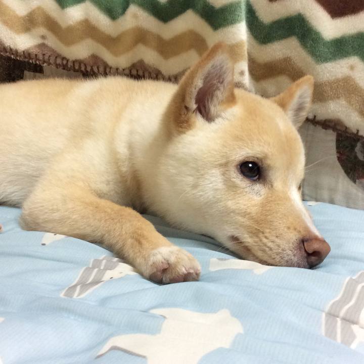 4a2c79c8 ef3e 4d4b 96cf 48b7bb0cb4cd