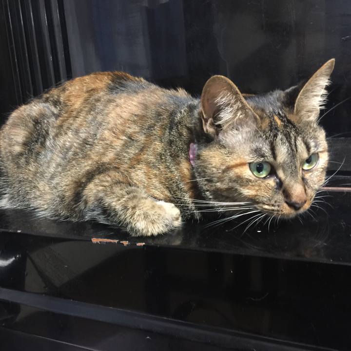 4a338bc3 ad2c 4d3d b996 f0423e843ecf