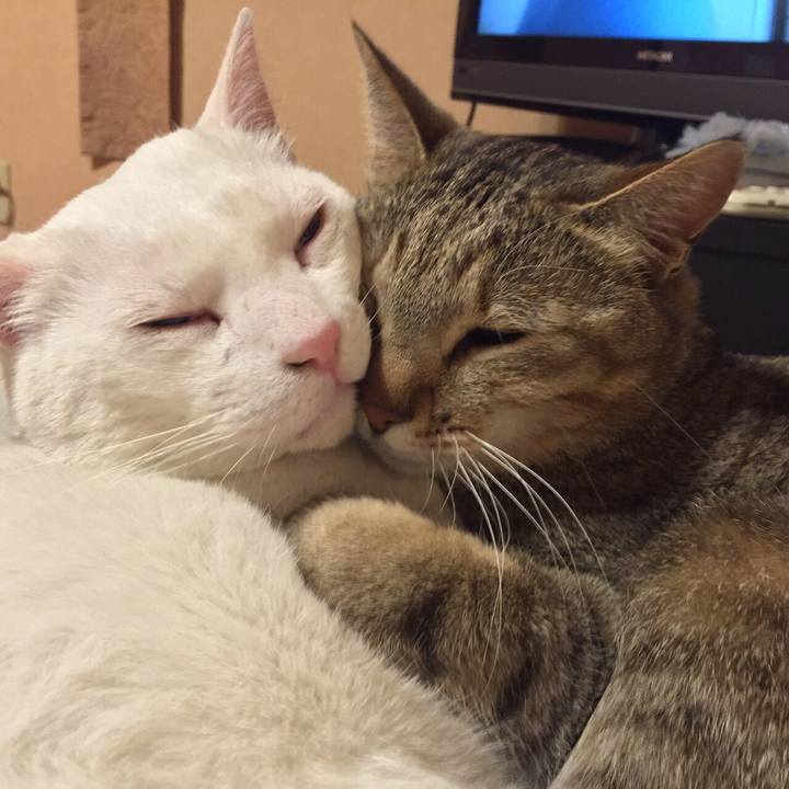 4a3477c8 1f88 4c09 b12b de37302fc558