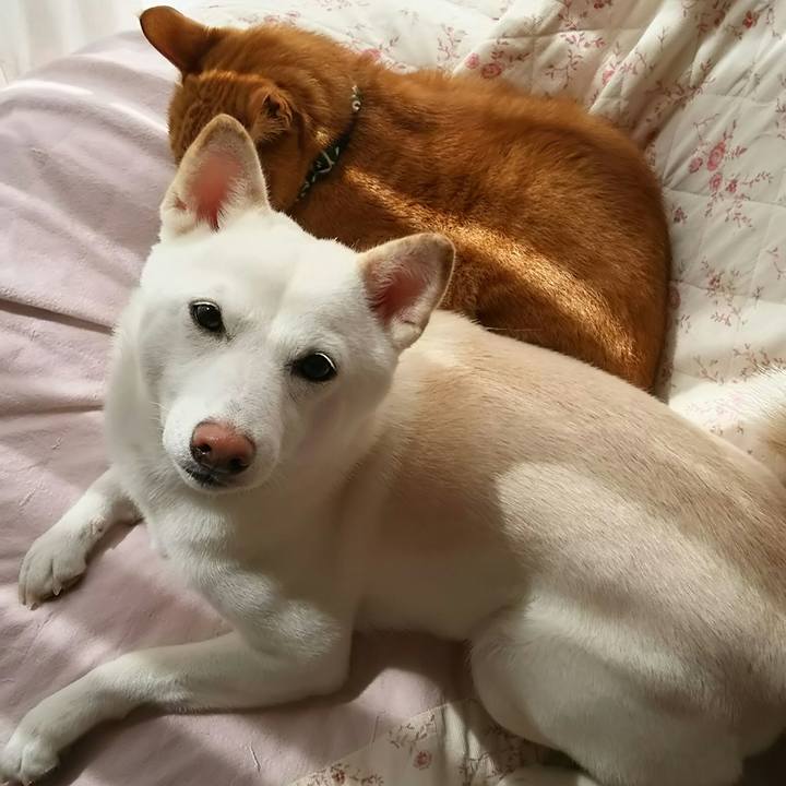 4a3597f4 f7ea 424d 917d b811c20291b4