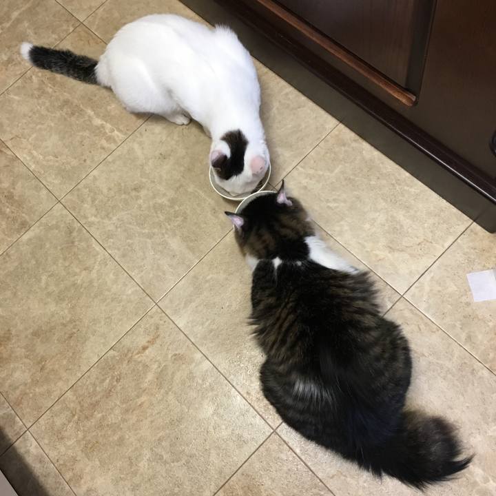 4a388680 790d 4caa bb78 669fc7248c3a