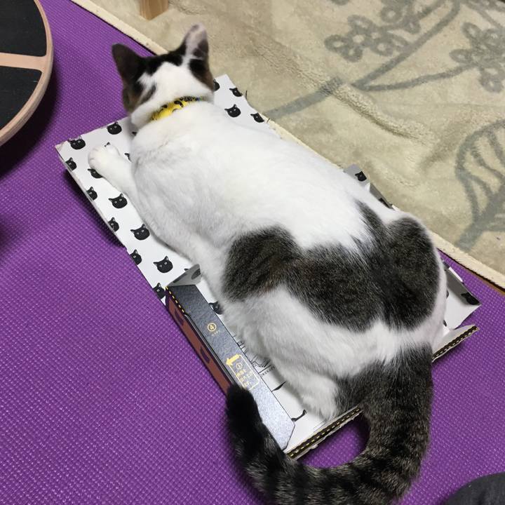 4a38a7b5 00b8 4139 b3b2 503e04c738d6