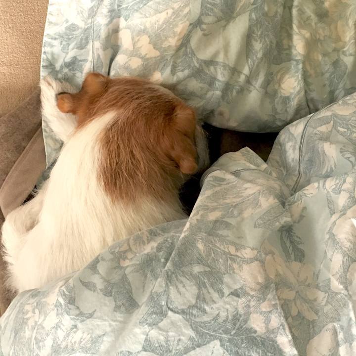 4a39784a fa7a 4457 ac07 b886da3339ab