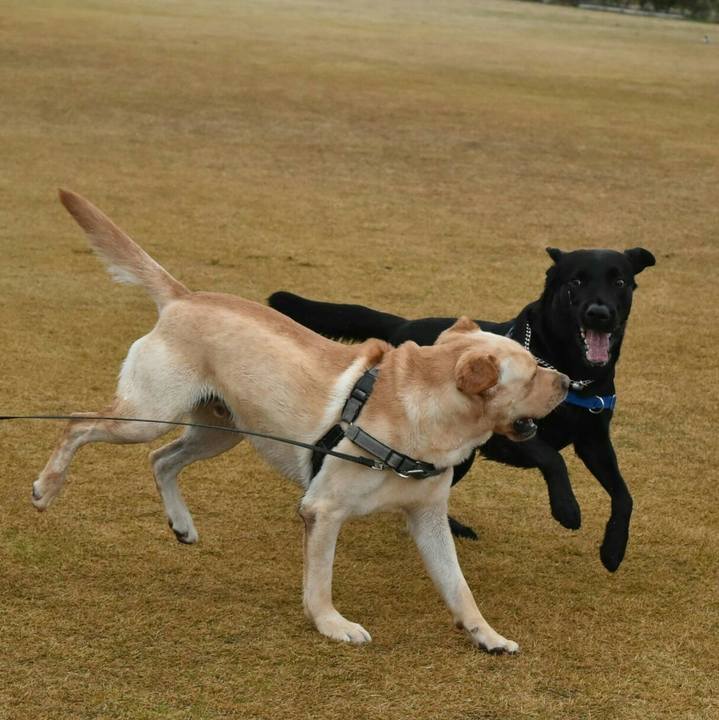 4a41a633 cd28 4f46 806c 975ae0b6047b