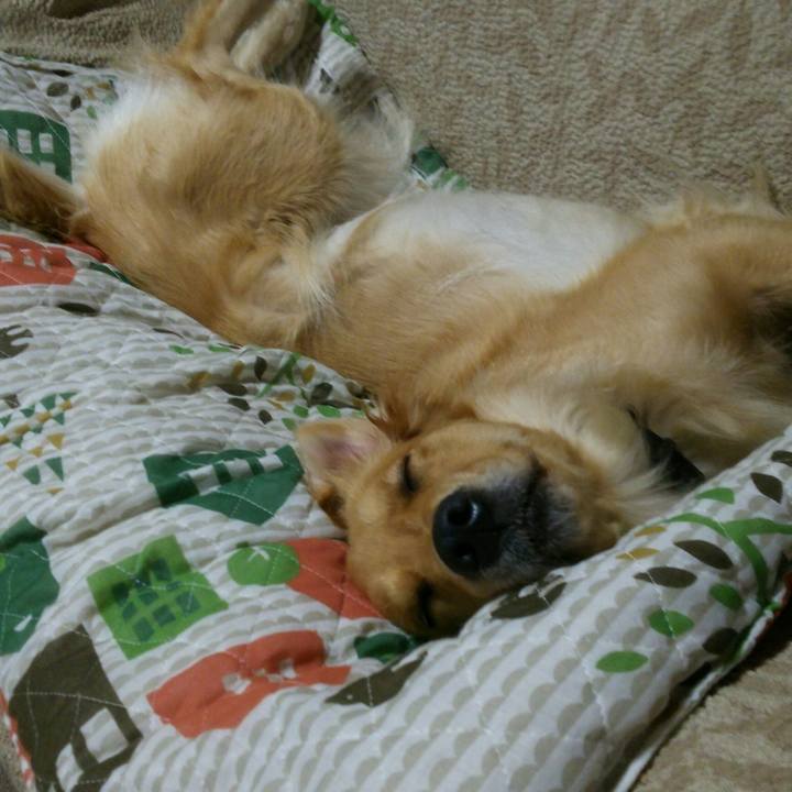 4a42d95d e2cb 435e 81fe 4691769fb272