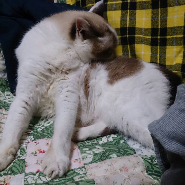 4a44656f c242 470a b3bb 9f539ec7566d