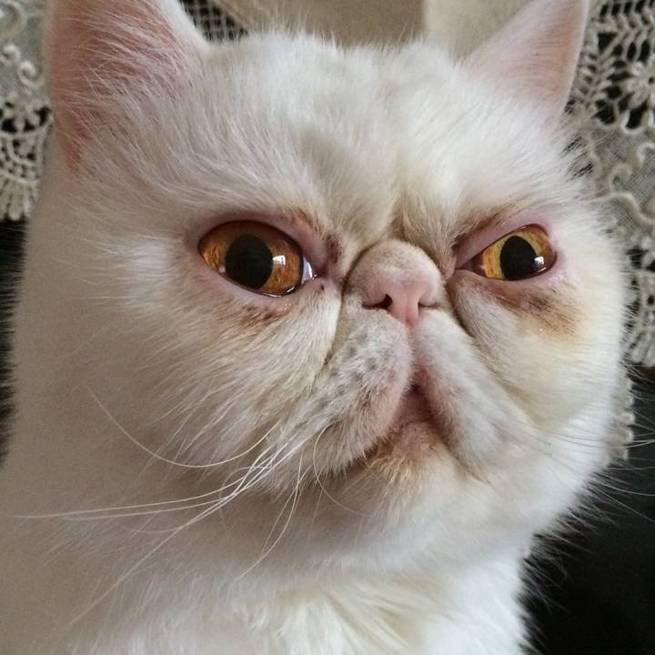 4a447da3 0cd4 41f3 8891 5f13ec5906cf