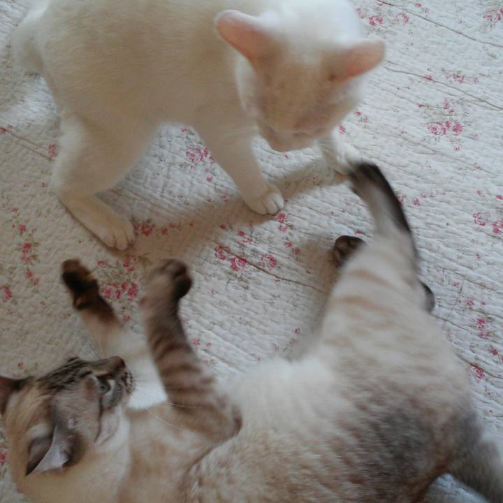 4a45a616 56fc 4ab7 b4f6 091f804e9d3d