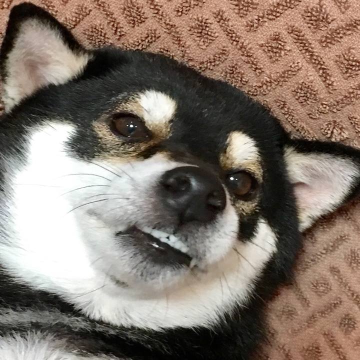 4a4618c6 72e1 4bfa af22 de09ddc6ae06