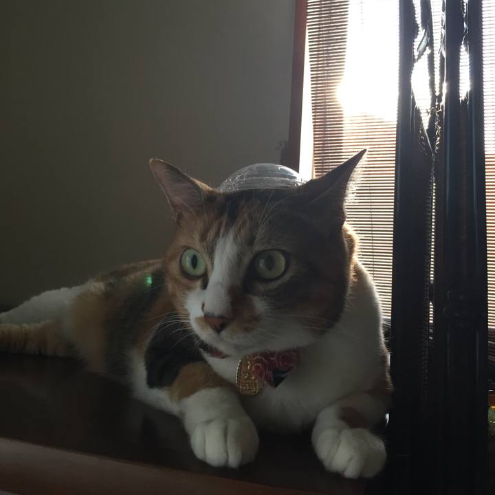 4a4a025d 2d43 46e3 9bf1 6476f23ce146