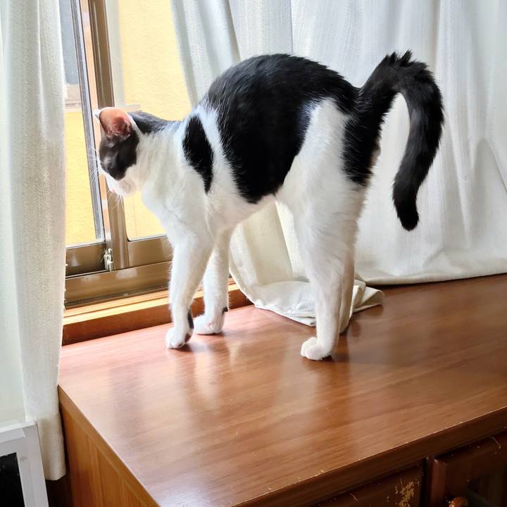 4a4d94b2 a469 4392 a9cc dfd6682d8642