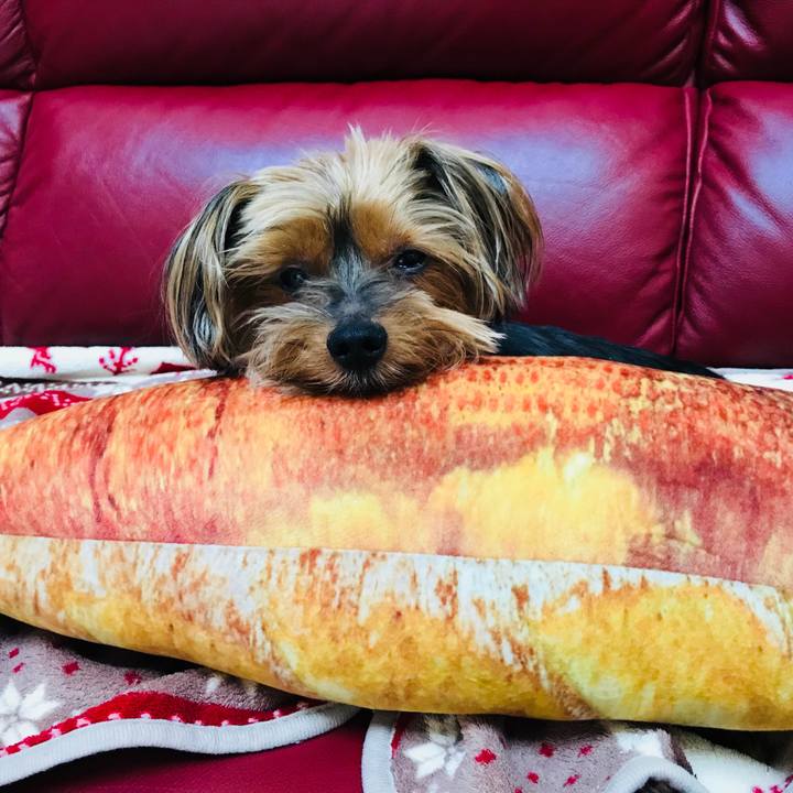 4a4efc56 3818 40aa b681 58682c440263