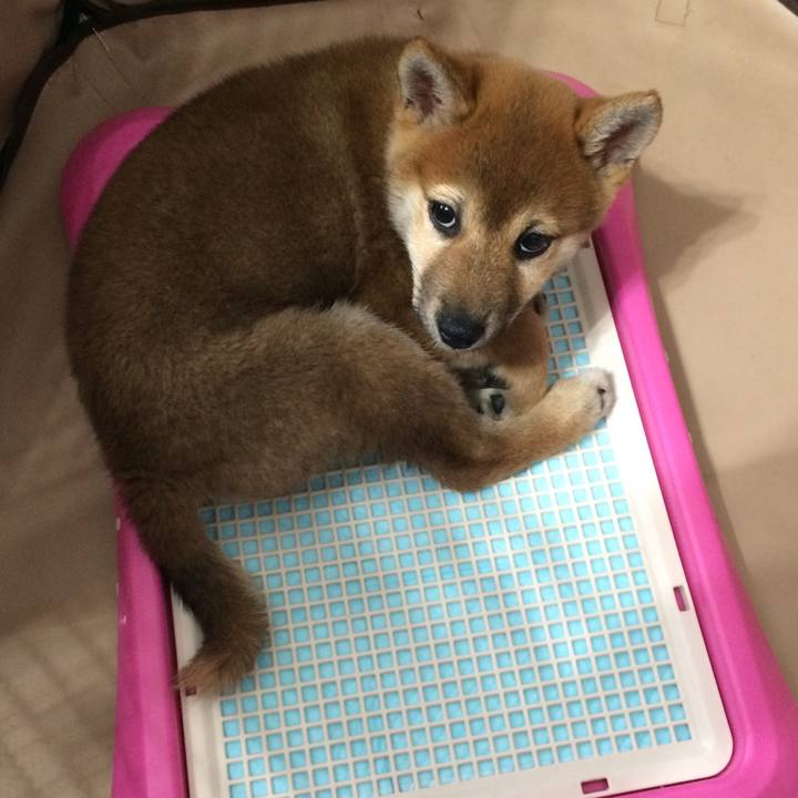 4a54e45c 6afb 4ef4 91de a9d4ae19a17e