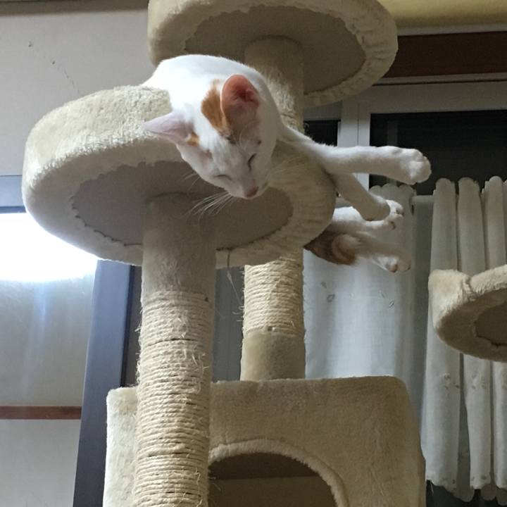 4a566e8a e410 4136 aa71 0c0ea1d56092