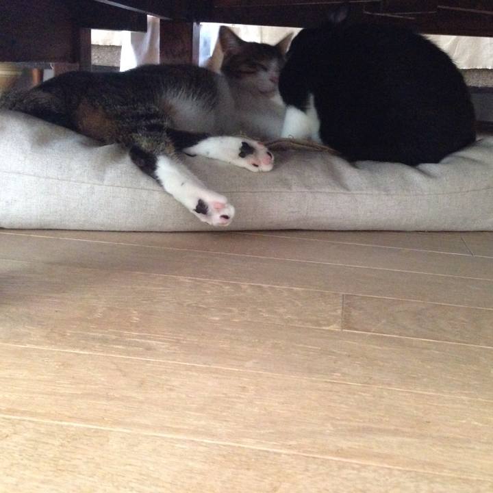 4a5b5280 c7dc 466d abb9 a454ace4d2e0