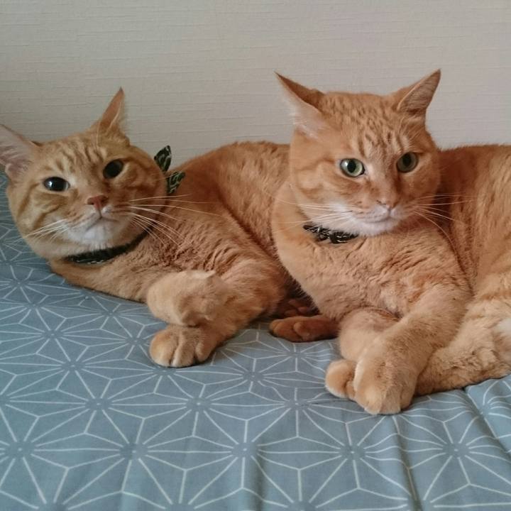 4a60592d 65c4 462d abae 1ab366aa22b6