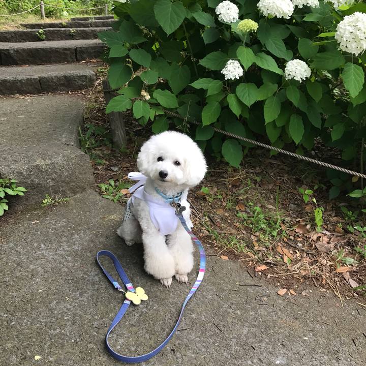 4a61a9d8 5be4 44f4 979c 6f9e22338523