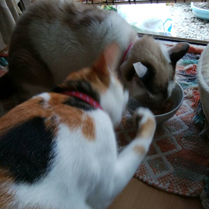 4a639a01 37ae 42f2 bd6a 6e1232ebf52f