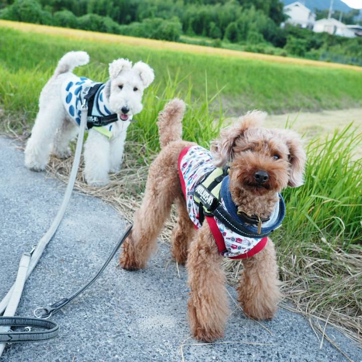 4a6c4388 1c94 4bc6 a2db 3001307281a5