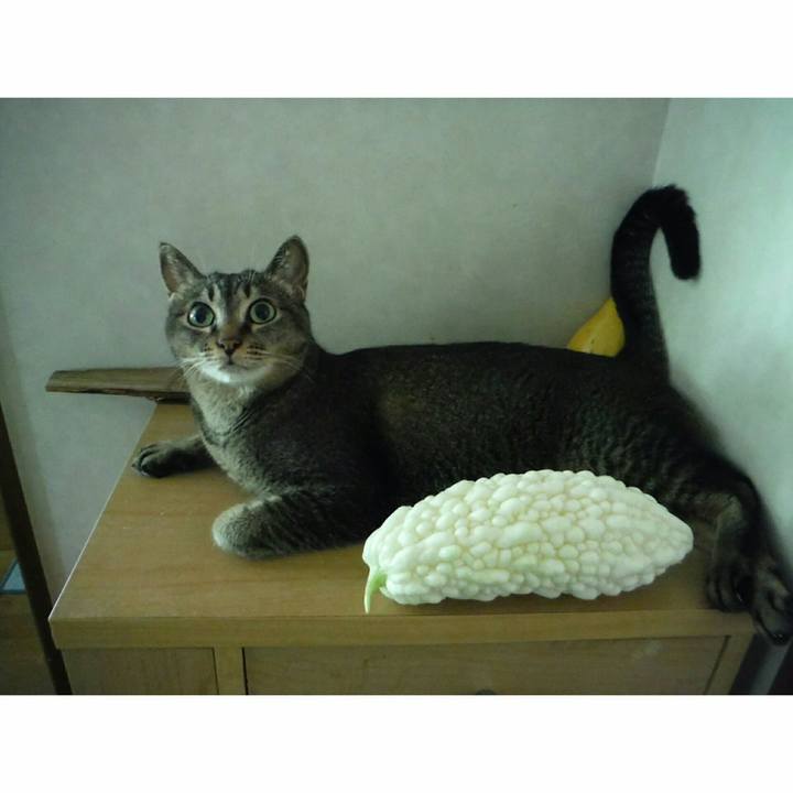 4a6e37ae 93ea 4c43 99a1 31152169b843