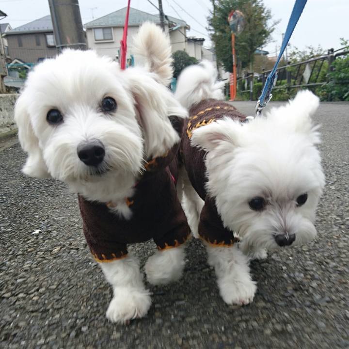 4a6f672d 1e72 40cf 827b 098e42054677