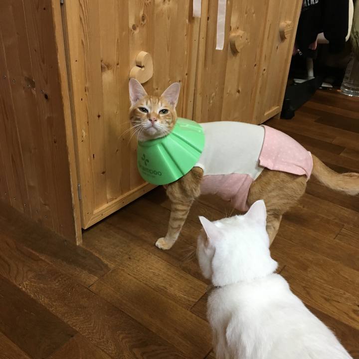 4a70b1f5 fabc 4fc4 bd2d de672f595e8f