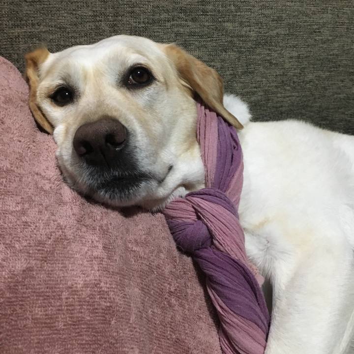 4a724bb2 ca95 4713 ab53 e56bfe8d510e