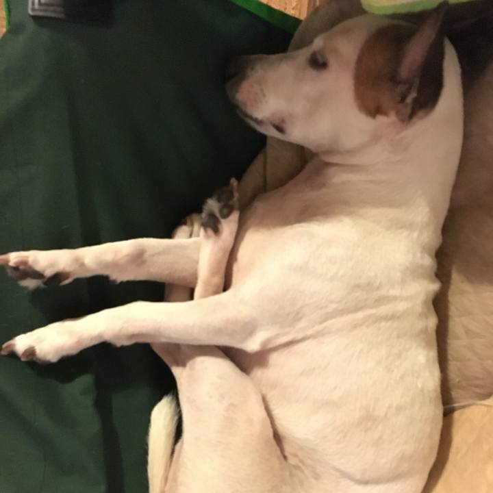 4a7d8740 68ea 4db4 87b4 cfdc1455ec81