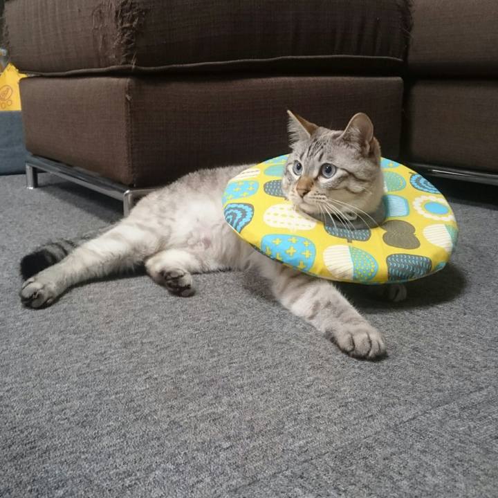 4a800b4c 3438 46e8 9a7c 36170b09aaa4