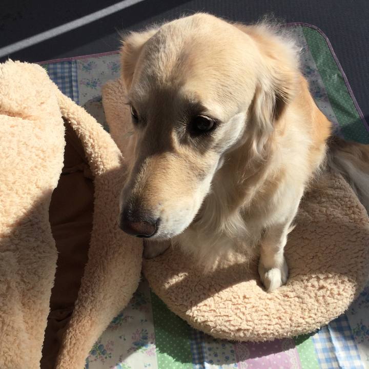 4a81aa54 deb8 4f70 8a7a abc43af8e0c2