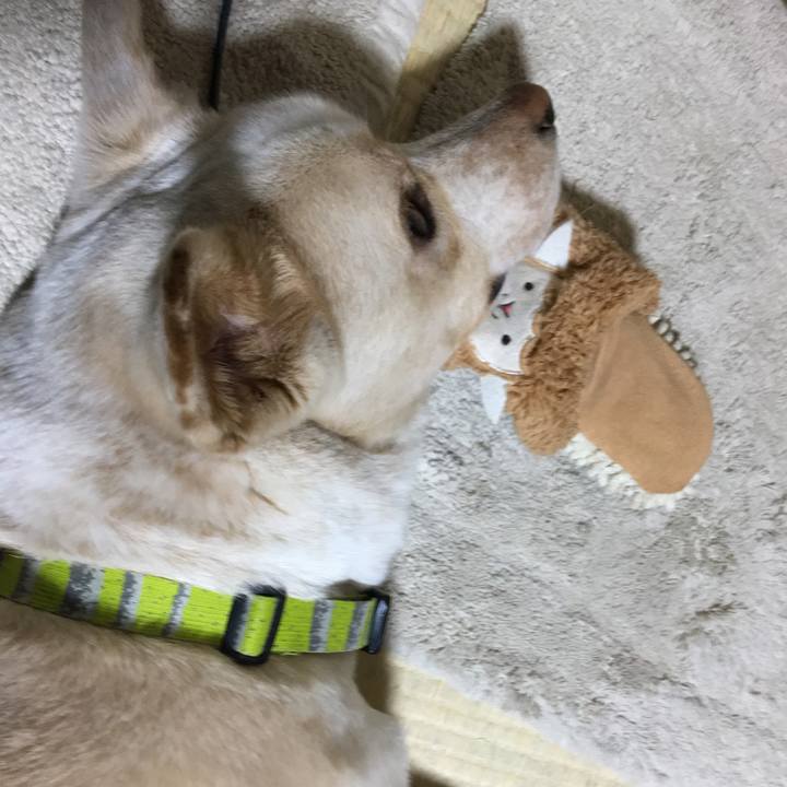 4a82d7e8 7d9f 4c65 81d6 62980558d7c2